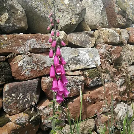 Sunny Mount Shepherd's Hut Οργανωμένο κάμπινγκ *