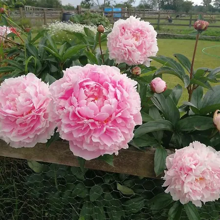 Luxusní stan Sunny Mount Shepherd's Hut