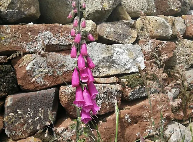 Sunny Mount Shepherd's Hut Luxury tent *