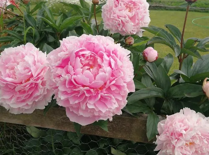 Luxury tent Sunny Mount Shepherd's Hut