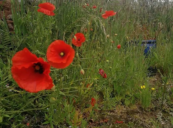 Sunny Mount Shepherd's Hut Long Marton