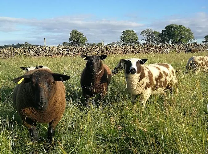 Sunny Mount Shepherd's Hut Luxusní stan *